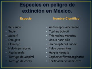 Especie
• Berrendo
• Tapir
• Manatí
• Oso gris
• Flamingo
• Halcón peregrino
• Águila arpía
• Tortuga de Mapimí
• Tortuga de carey
Nombre Científico
• Antilocapra americana
• Tapirus bairdii
• Trichechus manatus
• Ursus horribilis
• Phenicopterus ruber
• Falco peregrinus
• Harpia harpyja
• Gopherus flavomarginatus
• Eretmochelys imbricata
 