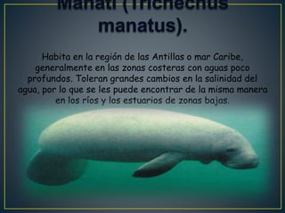 Habita en la región de las Antillas o mar Caribe,
generalmente en las zonas costeras con aguas poco
profundos. Toleran grandes cambios en la salinidad del
agua, por lo que se les puede encontrar de la misma manera
en los ríos y los estuarios de zonas bajas.
 