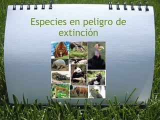 Especies en peligro de
      extinción
 