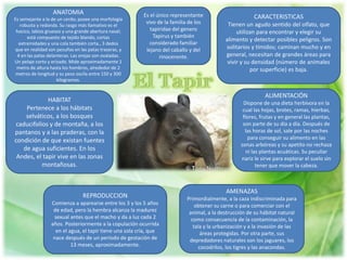 ANATOMIA
Es semejante a la de un cerdo; posee una morfología
robusta y redonda. Su rasgo más llamativo es el
hocico, labios gruesos y una grande abertura nasal;
está compuesto de tejido blando, cortas
extremidades y una cola también corta., 3 dedos
que en realidad son pezuñas en las patas traseras, y
4 en las patas delanteras. Las orejas son ovaladas.
Un pelaje corto y erizado. Mide aproximadamente 1
metro de altura hasta los hombros, alrededor de 2
metros de longitud y su peso oscila entre 150 y 300
kilogramos.
Es el único representante
vivo de la familia de los
tapiridae del genero
Tapirus y también
considerado familiar
lejano del caballo y del
rinoceronte.
CARACTERISTICAS
Tienen un agudo sentido del olfato, que
utilizan para encontrar y elegir su
alimento y detectar posibles peligros. Son
solitarios y tímidos; caminan mucho y en
general, necesitan de grandes áreas para
vivir y su densidad (número de animales
por superficie) es baja.
HABITAT
Pertenece a los hábitats
selváticos, a los bosques
caducifolios y de montaña, a los
pantanos y a las praderas, con la
condición de que existan fuentes
de agua suficientes. En los
Andes, el tapir vive en las zonas
montañosas.
ALIMENTACIÓN
Dispone de una dieta herbívora en la
cual las hojas, brotes, ramas, hierbas,
flores, frutas y en general las plantas,
son parte de su día a día. Después de
las horas de sol, sale por las noches
para conseguir su alimento en las
zonas arbóreas y su apetito no rechaza
ni las plantas acuáticas. Su peculiar
nariz le sirve para explorar el suelo sin
tener que mover la cabeza.
REPRODUCCION
Comienza a aparearse entre los 3 y los 5 años
de edad, pero la hembra alcanza la madurez
sexual antes que el macho y da a luz cada 2
años. Posteriormente a la copulación ocurrida
en el agua, el tapir tiene una sola cría, que
nace después de un período de gestación de
13 meses, aproximadamente.
AMENAZAS
Primordialmente, a la caza indiscriminada para
obtener su carne o para comerciar con el
animal, a la destrucción de su hábitat natural
como consecuencia de la contaminación, la
tala y la urbanización y a la invasión de las
áreas protegidas. Por otra parte, sus
depredadores naturales son los jaguares, los
cocodrilos, los tigres y las anacondas.
 