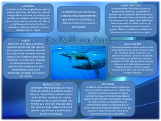 Las ballenas son una de las
criaturas más sorprendentes
que viven en el planeta, y
habitan todos los océanos
del mundo
REPRODUCCIÓN
Tienen una temporada larga. Se inicia a
finales del otoño y se extiende hasta el
invierno. Las hembras maduran a cerca
de los 10 años de edad y los machos
alrededor de los 12 años de edad. Una
hembra va a tener una cría cada dos o
tres años. Las crías miden cerca de 23
pies de largo al nacer y pueden pesar
hasta tres toneladas.
ANATOMIA
La ballena azul es la más grande de todas las
ballenas del mundo, de hecho, es el animal
más grande en el mundo. Sin embargo, es
también muy delgada, debido a la longitud
de su cuerpo, que permite que todo el peso
se distribuya uniformemente. Como
resultado, la ballena azul puede moverse
rápidamente en el agua.
ALIMENTACIÓN
Consume grandes cantidades de kril y otras
pequeñas formas de vida en el océano cada
día. Tienden a buscar calamares, y se
alimentan de él solo cuando es abundante.
En promedio, una ballena azul consume
alrededor de 3.700 kilos de comida cada día.
Alimentar a un bebé ballena azul es un
trabajo de tiempo completo, pueden
consumir entre 100 y 150 litros de leche de
su madre cada día.
AMENAZAS
La ballena azul es una especie en peligro de
extinción debido a varios factores. Entre ellos
podemos mencionar la muerte de varios
ejemplares a causa de heridas realizadas por
buques de gran tamaño o por quedar atrapados
en redes de pesca. De igual manera, el
calentamiento global ha originado que los
mares oceánicos cambien su temperatura y por
lo tanto, la supervivencia del krill y otras
especies necesarias para la ballena.
CARACTERISTICAS
No encontrarás a las ballenas azules en
grupos muy a menudo. Estas ballenas
tienden a ser los solitarios del mundo de las
ballenas. A veces verás un par de ellos, pero
no más que eso. La mayor parte del tiempo
serán una madre y su bebé. A veces, sin
embargo, pueden aparecer formando
grandes clanes. Probablemente debido a la
abundancia de alimentos en una región.
HABITAT
Sólo viven en el agua, y tienden a
quedarse donde está más caliente,
por lo que las encontraras cerca de
las costas en los meses de invierno,
migran a otras regiones para poder
mantener su temperatura corporal
lo suficientemente alta. Varias
especies sólo residen en un área
determinada, otras, están
distribuidas por todos los océanos
del mundo.
 