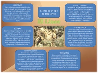 El lince es un tipo
de gato salvaje
ANATOMÍA
Tiene cola corta, su cuerpo es de color
marrón dorado con áreas negras, tienen
blanco al frente y debajo del mentón.
Sus ojos son muy brillantes en la
oscuridad, tiene poderosas mandíbulas,
pesan cerca de 5 kilos o más de 40 kilos,
es capaz de saltar unos 10 metros de
altura
CARACTERÍSTICAS
Tienen un muy buen sentido de la
audición. Son excelentes nadadores,
es un cazador nocturno, por lo
general puede vivir unos 13 años en
la naturaleza con las condiciones
adecuadas, es muy susceptible a
enfermedades y parásitos.
ALIMENTACIÓN
Existen variedad de tipos de alimentos de
los que el lince se alimenta. Aunque a lo
que tienen acceso, a menudo depende del
lugar donde vive. Algunas de sus presas
incluyen ciervos, conejos, peces, zorros,
pájaros, ratones, y pavos. Tienen una dieta
que, a menudo, varía en las diferentes
épocas del año también, por ejemplo, el
agua puede congelarse en el invierno
haciendo a los peces inaccesibles.
HÁBITAT
Se encuentra principalmente en Canadá
y a su vez sorprende en muchas
regiones, incluyendo Asia, América del
Norte y Europa, estas mismas con altas
altitudes, regiones que les ofrecen
abundante maleza, arbustos y hierbas
altas, tienden a pegarse a áreas frías y
con grandes cantidades de nieve.
REPRODUCCIÓN
El macho lince estará listo para el
apareamiento cuando cumple alrededor de 2
½ a 3 años de edad. Las hembras maduran
sexualmente más jóvenes, con un rango que
varía de 1 ½ a 2 años de edad. Los machos irán
en busca de las hembras y les animarán a
participar en el proceso de reproducción, estas
hembras pueden aparearse con más de un
macho durante una temporada de
apareamiento, como resultado su camada
puede ser de diferentes padres.
AMENAZAS
La persecución histórica del lince, por el
comercio de sus pieles, ha hecho que todos
estos hermosos gatos hayan sufrido mucho a
manos del hombre, en todas partes del
mundo. Hoy en día la caza del lince está
prohibida en la mayoría de sus hábitats
naturales, y existen signos de recuperación en
el número de algunas de las especies de lince.
 