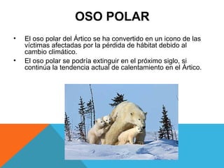 OSO POLAR
• El oso polar del Ártico se ha convertido en un icono de las
víctimas afectadas por la pérdida de hábitat debido al
cambio climático.
• El oso polar se podría extinguir en el próximo siglo, si
continúa la tendencia actual de calentamiento en el Ártico.
 