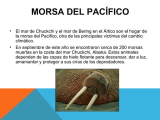 MORSA DEL PACÍFICO
• El mar de Chuckchi y el mar de Bering en el Ártico son el hogar de
la morsa del Pacifico, otra de las principales víctimas del cambio
climático.
• En septiembre de este año se encontraron cerca de 200 morsas
muertas en la costa del mar Chuckchi, Alaska. Estos animales
dependen de las capas de hielo flotante para descansar, dar a luz,
amamantar y proteger a sus crías de los depredadores.
 