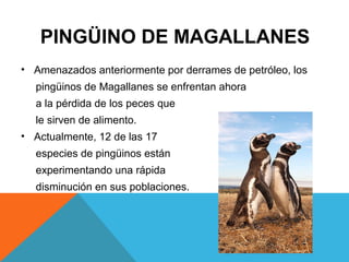 PINGÜINO DE MAGALLANES
• Amenazados anteriormente por derrames de petróleo, los
pingüinos de Magallanes se enfrentan ahora
a la pérdida de los peces que
le sirven de alimento.
• Actualmente, 12 de las 17
especies de pingüinos están
experimentando una rápida
disminución en sus poblaciones.
 