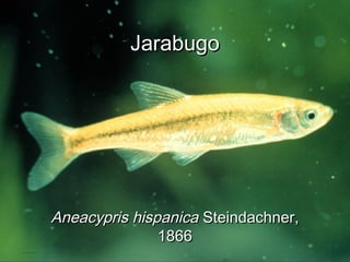 JarabugoJarabugo
Aneacypris hispanicaAneacypris hispanica Steindachner,Steindachner,
18661866
 
