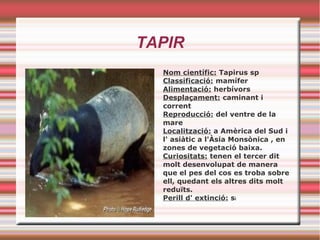 TAPIR
Nom científic: Tapirus sp
Classificació: mamífer
Alimentació: herbívors
Desplaçament: caminant i
corrent
Reproducció: del ventre de la
mare
Localització: a Amèrica del Sud i
l' asiàtic a l'Àsia Monsònica , en
zones de vegetació baixa.
Curiositats: tenen el tercer dit
molt desenvolupat de manera
que el pes del cos es troba sobre
ell, quedant els altres dits molt
reduïts.
Perill d' extinció: si
 