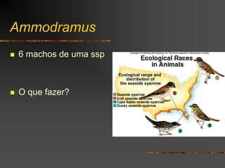Ammodramus
6 machos de uma ssp
O que fazer?
 