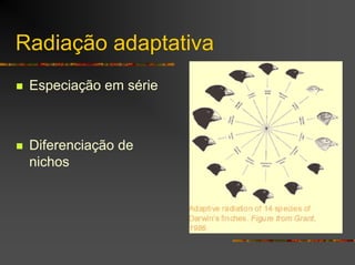 Radiação adaptativa
Especiação em série
Diferenciação de
nichos
 