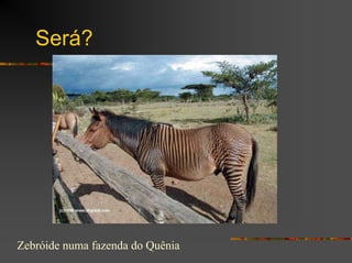 Será?
Zebróide numa fazenda do Quênia
 