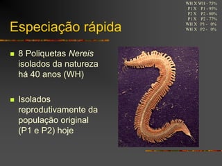 WH X WH - 75%
P1 X P1 - 95%
P2 X P2 - 80%
P1 X P2 - 77%
WH X P1 - 0%
WH X P2 - 0%Especiação rápida
8 Poliquetas Nereis
isolados da natureza
há 40 anos (WH)
Isolados
reprodutivamente da
população original
(P1 e P2) hoje
 
