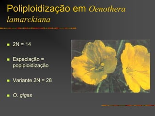 Poliploidização em Oenothera
lamarckiana
2N = 14
Especiação =
popiploidização
Variante 2N = 28
O. gigas
 