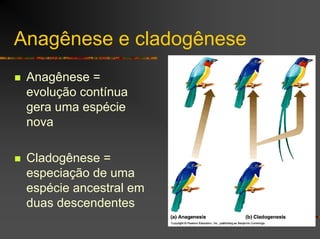 Anagênese e cladogênese
Anagênese =
evolução contínua
gera uma espécie
nova
Cladogênese =
especiação de uma
espécie ancestral em
duas descendentes
 