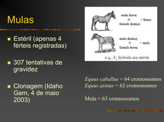 Mulas
Estéril (apenas 4
férteis registradas)
307 tentativas de
gravidez
Clonagem (Idaho
Gem, 4 de maio
2003)
Equus caballus = 64 cromossomos
Equus asinus = 62 cromossomos
Mula = 63 cromossomos
 