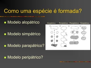 Como uma espécie é formada?
Modelo alopátrico
Modelo simpátrico
Modelo parapátrico?
Modelo peripátrico?
Alopátrico Peripátrico Parapátrico Simpátrico
 