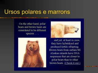 Ursos polares e marrons
 