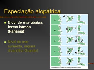 Especiação alopátrica
Nível do mar abaixa,
forma istmos
(Panamá)
Nível do mar
aumenta, separa
ilhas (Ilha Grande)
 
