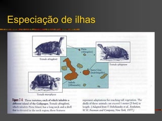 Especiação de ilhas
 