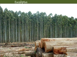 Eucaliptus
 