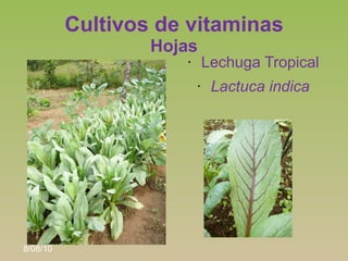 Cultivos de vitaminas
                  Hojas
                     •       Lechuga Tropical
                         •    ...