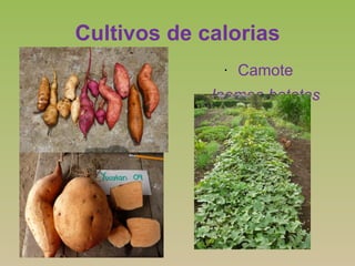 Cultivos de calorias
                          •   Camote
                     •   Ipomea batatas




8/08/10
 