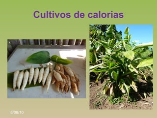 Cultivos de calorias
                            •   Sagú
                        • Maranta
                       arundin...