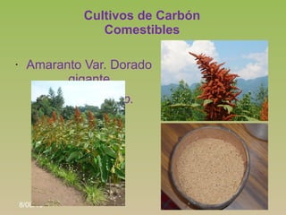 Cultivos de Carbón
                       Comestibles

•     Amaranto Var. Dorado
            gigante
        •     Amaran...