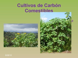 Cultivos de Carbón
             Comestibles
                          •   Giganton
                   •   Tithonia diversi...