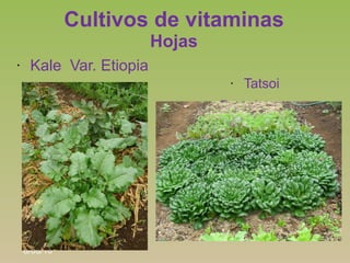 Cultivos de vitaminas
                         Hojas
•    Kale Var. Etiopia
                                      •   Tats...