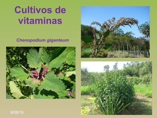 Cultivos de
   vitaminas
                           •   Espinaca de árbol
   Chenopodium giganteum         o Huazontle



...