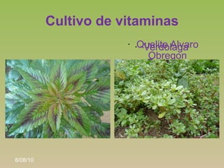 Cultivo de vitaminas
                      •   Quelite Alvaro
                          • Verdolaga
                      ...