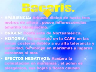 • APARIENCIA: Arbusto dioico de hasta tres
metros de altura , posee inflorescencias
amarillo blanquecino.
• ORIGEN: Costa este de Norteamérica.
• HISTORIA: Se introdujo en la CAPV en las
zonas costeras debido a su alta tolerancia y
salinidad. Se ubican en marismas y lugares
cercanos al mar.
• EFECTOS NEGATIVOS: Acelera la
colmatación en marismas , el polen es
alergénico, sus hojas y flores causan
 