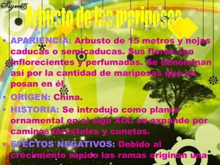 • APARIENCIA: Arbusto de 15 metros y hojas
caducas o semicaducas. Sus flores son
inflorecientes y perfumadas. Se denominan
así por la cantidad de mariposas que se
posan en él.
• ORIGEN: China.
• HISTORIA: Se introdujo como planta
ornamental en el sigo XIX. se expande por
caminos forestales y cunetas.
• EFECTOS NEGATIVOS: Debido al
crecimiento rápido las ramas originan una
 