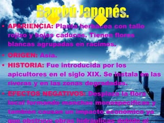 • APARIENCIA: Planta herbácea con tallo
rojizo y hojas caducas. Tienen flores
blancas agrupadas en racimos.
• ORIGEN: Asia.
• HISTORIA: Fue introducida por los
apicultores en el siglo XIX. Se instala en las
riveras y en las zonas degradadas.
• EFECTOS NEGATIVOS: Desplaza la flora
local formando manchas monospecíficas y
también causan un impacto económico ya
que obstruye obras hidráulicas debido al
 