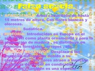 • APARICIENCIA: Árbol caducifolio de hasta
15 metros de altura. Con flores blancas y
olorosas.
• ORIGEN: Sudáfrica.
• HISTORIA: Introducidas en Europa en el
siglo XVII como planta ornamental y para la
producción de madera , se distribuye en
caminos forestales , arroyos , etc.
• EFECTOS NEGATIVOS: Desplaza a las
especies autóctonas debido a su
crecimiento , sus flores atraen a insectos
,es capaz de crecer en condiciones
extremas y también es una especie
 