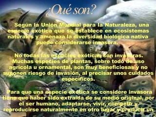 ¿Quéson?
Según la Unión Mundial para la Naturaleza, una
especie exótica que se establece en ecosistemas
naturales y amenaza la diversidad biológica nativa
puede considerarse invasora.
No todas las especies exóticas son invasoras.
Muchas especies de plantas, sobre todo de uso
agrícola u ornamental, son muy beneficiosas y no
suponen riesgo de invasión, al precisar unos cuidados
específicos.
Para que una especie exótica se considere invasora
tiene que haber sido extraída de su medio original, por
el ser humano, adaptarse, vivir, competir y
reproducirse naturalmente en otro lugar y producir un
 
