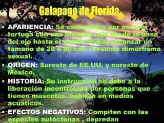• APARIENCIA: Se caracteriza por ser una
tortuga con una mancha roja desde la base
del ojo hasta el cuello. Puede alcanzar un
tamaño de 20 a 60 cm. Presenta dimorfismo
sexual.
• ORIGEN: Sureste de EE.UU. y noreste de
México.
• HISTORIA: Su instrucción se debe a la
liberación incontrolada por personas que
tienen mascotas. habitan en medios
acuáticos.
• EFECTOS NEGATIVOS: Compiten con las
especies autóctonas , depredan
 