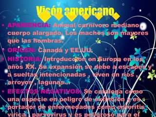 • APARIENCIA: Animal carnívoro mediano ,
cuerpo alargado. Los machos son mayores
que las hembras.
• ORIGEN: Canadá y EE.UU.
• HISTORIA: Introducción en Europa en los
años XX. Su expansión se debe a escapes y
a sueltas intencionadas , viven en ríos ,
arroyos , lagunas…
• EFECTOS NEGATIVOS: Se cataloga como
una especie en peligro de extinción y es
portador de enfermedades como enteritis
vírica , parvovirus y es peligroso para el
 
