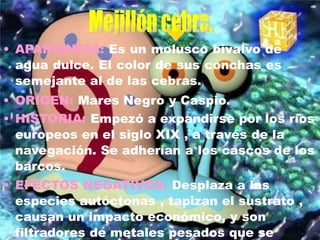 • APARIENCIA: Es un molusco bivalvo de
agua dulce. El color de sus conchas es
semejante al de las cebras.
• ORIGEN: Mares Negro y Caspio.
• HISTORIA: Empezó a expandirse por los ríos
europeos en el siglo XIX , a través de la
navegación. Se adherían a los cascos de los
barcos.
• EFECTOS NEGATIVOS: Desplaza a las
especies autóctonas , tapizan el sustrato ,
causan un impacto económico, y son
filtradores de metales pesados que se
 
