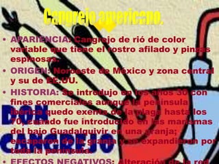 • APARIENCIA: Cangrejo de rió de color
variable que tiene el rostro afilado y pinzas
espinosas.
• ORIGEN: Noroeste de México y zona central
y su de EE.UU.
• HISTORIA: Se introdujo en los años 30 con
fines comerciales aunque la península
ibérica quedo exenta de la plaga hasta los
70, cuando fue introducido en las marismas
del bajo Guadalquivir en una granja;
escaparon de la granja y se expandieron por
toda la península.
 