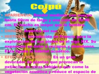 • APARIENCIA: Roedor mediano con cuerpo
hasta 60cm de largo y una cola de 30-40
cm. El macho es mayor que la hembra.
• ORIGEN: América del sur.
• HISTORIA: Introducida en Francia para la
explotación de sus pieles en el sigo XIX. Su
expansión se debe a escapes y abandonos.
Esta ligada al hábitat acuático.
• EFECTOS NEGATIVOS: Es un gran
devorador de plantas que provocan la
extinción de otras debido a que come la
vegetación acuática y reduce el espacio de
 