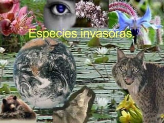 Especies invasoras.
 