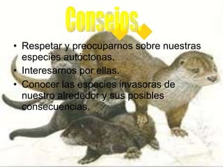 • Respetar y preocuparnos sobre nuestras
especies autóctonas.
• Interesarnos por ellas.
• Conocer las especies invasoras de
nuestro alrededor y sus posibles
consecuencias.
 
