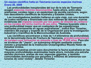 Un equipo científico halla en Tasmania nuevas especies marinas
Enero 20, 2009
Las profundidades inexploradas del sur de la isla de Tasmania
acogen especies marinas desconocidas hasta ahora, entre ellas
anémonas, corales rojos y un espécimen de ascidia carnívora, según
han descubierto científicos de Australia y Estados Unidos.
Los investigadores también hallaron en este viaje, con una duración
de cuatro semanas y financiado con dos millones de dólares, nuevas
evidencias del impacto causado por los gases de dióxido de carbono
en los corales del lecho marino de esa zona. “Hemos buscado vida a
una profundidad mayor que en cualquiera de las expediciones
realizadas previamente en aguas australianas”, indicó Ron Thresher,
miembro del equipo y experto de la Organización para la Investigación
Industrial y Científica de la Mancomunidad de Australia.
Los científicos encontraron a más de 1,4 kilómetros de profundidad,
en la denominada Zona de Fractura de Tasmania, grandes extensiones
de corales cuya formación se remonta a más de 10.000 años. Para ello
se sirvieron de “Jason”, un submarino dirigido mediante control
remoto y propiedad de la Institución Oceanográfica Woods Holes de
Estados Unidos.
“Nuestras muestras sirven para documentar la fauna australiana en las
mayores profundidades examinadas hasta ahora, incluida una extraña
ascidia carnívora, arañas de mar, esponjas gigantes, y también
comunidades dominadas por percebes y millones de anémonas con
lunares de color violeta”, detalló Thresher.
 