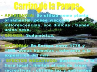 • APARIENCIA: Se utiliza como planta
ornamental. posee viscosas
inflorescencias, son dioicas , tienen
unico sexo.
• ORIGEN: Sudamérica.
• HISTORIA: En Europa entre 1775 y
1862. zonas húmedas , tolerante a la
exposición del mar.
• EFECTOS NEGATIVOS: Sustituyen a la
flora local , limitan el uso de áreas
recreativas , obtiene luz y nutrientes
 