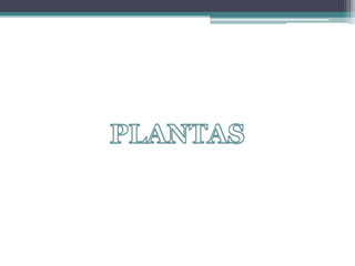 PLANTAS