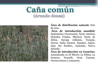 Caña común(Arundodonax)Área de distribución natural: Este de Asia.Área de introducción mundial: Sudamérica (Venezuela), Norte América (Estados Unidos, México), Norte de África, Europa (Albania, Turquía, Gracia, Italia Francia, España), Japón, Islas del Pacífico, Australia, Nueva Zelanda.Área de introducción en Canarias: naturalizada en El Hierro, La Palma, La Gomera, Tenerife, Gran Canaria, Fuerteventura y Lanzarote.