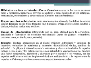 Hábitat en su área de introducción en Canarias: cauces de barrancos en zonas bajas y medianías, palmerales, terrenos de cultivos y zonas verdes de origen antrópico, manantiales, rezumaderos y otros enclaves húmedos, zonas urbanizadas.Requerimientos ambientales: zonas con insolación adecuada (no tolera la sombra densa). Requiere suelos bien drenados muy húmedos. Ocupa suelos ácidos, neutros y básicos, e incluso suelos muy alcalinos.Causas de introducción: introducida por su gran utilidad para la agricultura, ganadería y fabricación de utensilios tradicionales (cama de ganado, techumbres, cercados, varas, cañas de pesca, cestería).Impacto: Produce alteraciones en el medio (régimen hidrológico y dinámica de incendios, contenido de nutrientes y minerales, disponibilidad de luz, cambios de salinidad o de pH, etc.). Alteraciones en la estructura y abundancia relativa de especies nativas o endémicas, y los patrones de sucesión natural de la vegetación nativa. Produce una fuerte competencia, reducción y alteración por el espacio y los recursos, con las especies endémicas o nativas. Impide o dificulta el reclutamiento o la regeneración de especies autóctonas ya que forman masas de vegetación muy cerradas.
