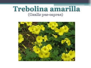 Trebolina amarilla(Oxalis pes-caprae)