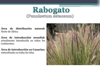Rabogato(Pennisetumsetaceum)Área de distribución natural: Norte de África.Área de introducción mundial: actualmente introducida en todos los continentes.Área de introducción en Canarias: naturalizada en todas las islas.